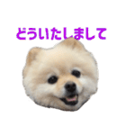 ポメラニアンのマロ その4（個別スタンプ：29）