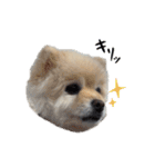 ポメラニアンのマロ その4（個別スタンプ：30）