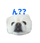 ポメラニアンのマロ その4（個別スタンプ：31）