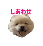 ポメラニアンのマロ その4（個別スタンプ：32）