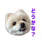 ポメラニアンのマロ その4（個別スタンプ：33）