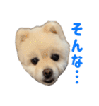 ポメラニアンのマロ その4（個別スタンプ：37）