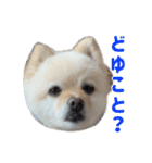 ポメラニアンのマロ その4（個別スタンプ：38）