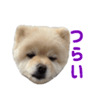 ポメラニアンのマロ その4（個別スタンプ：39）