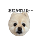 ポメラニアンのマロ その4（個別スタンプ：40）