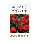 BIG✳︎薔薇画像を添えて✳︎優しい長文敬語（個別スタンプ：1）