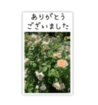 BIG✳︎薔薇画像を添えて✳︎優しい長文敬語（個別スタンプ：3）