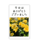 BIG✳︎薔薇画像を添えて✳︎優しい長文敬語（個別スタンプ：4）