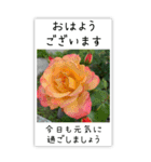 BIG✳︎薔薇画像を添えて✳︎優しい長文敬語（個別スタンプ：5）