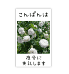 BIG✳︎薔薇画像を添えて✳︎優しい長文敬語（個別スタンプ：7）