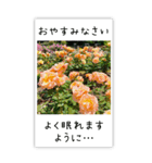 BIG✳︎薔薇画像を添えて✳︎優しい長文敬語（個別スタンプ：8）