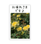 BIG✳︎薔薇画像を添えて✳︎優しい長文敬語（個別スタンプ：9）