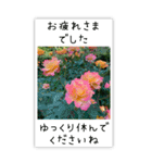 BIG✳︎薔薇画像を添えて✳︎優しい長文敬語（個別スタンプ：10）