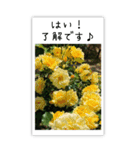 BIG✳︎薔薇画像を添えて✳︎優しい長文敬語（個別スタンプ：11）