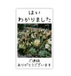 BIG✳︎薔薇画像を添えて✳︎優しい長文敬語（個別スタンプ：12）