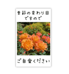 BIG✳︎薔薇画像を添えて✳︎優しい長文敬語（個別スタンプ：13）