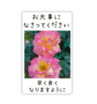 BIG✳︎薔薇画像を添えて✳︎優しい長文敬語（個別スタンプ：14）