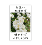 BIG✳︎薔薇画像を添えて✳︎優しい長文敬語（個別スタンプ：15）