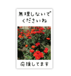 BIG✳︎薔薇画像を添えて✳︎優しい長文敬語（個別スタンプ：16）