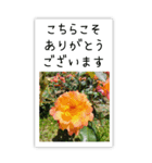 BIG✳︎薔薇画像を添えて✳︎優しい長文敬語（個別スタンプ：17）