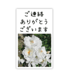 BIG✳︎薔薇画像を添えて✳︎優しい長文敬語（個別スタンプ：18）