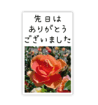 BIG✳︎薔薇画像を添えて✳︎優しい長文敬語（個別スタンプ：19）