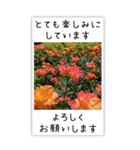 BIG✳︎薔薇画像を添えて✳︎優しい長文敬語（個別スタンプ：21）