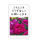 BIG✳︎薔薇画像を添えて✳︎優しい長文敬語（個別スタンプ：24）