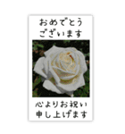 BIG✳︎薔薇画像を添えて✳︎優しい長文敬語（個別スタンプ：26）