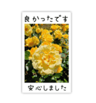 BIG✳︎薔薇画像を添えて✳︎優しい長文敬語（個別スタンプ：27）