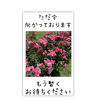 BIG✳︎薔薇画像を添えて✳︎優しい長文敬語（個別スタンプ：30）