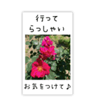 BIG✳︎薔薇画像を添えて✳︎優しい長文敬語（個別スタンプ：33）