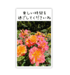 BIG✳︎薔薇画像を添えて✳︎優しい長文敬語（個別スタンプ：34）