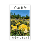 BIG✳︎薔薇画像を添えて✳︎優しい長文敬語（個別スタンプ：38）