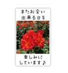 BIG✳︎薔薇画像を添えて✳︎優しい長文敬語（個別スタンプ：39）