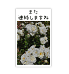 BIG✳︎薔薇画像を添えて✳︎優しい長文敬語（個別スタンプ：40）