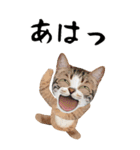 猫ミーム✨りんご猫と楽しい仲間たち（個別スタンプ：16）