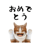 猫ミーム✨りんご猫と楽しい仲間たち（個別スタンプ：18）