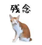 猫ミーム✨りんご猫と楽しい仲間たち（個別スタンプ：23）