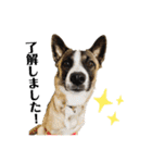 犬なのにひよこスタンプ（個別スタンプ：1）
