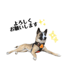 犬なのにひよこスタンプ（個別スタンプ：2）