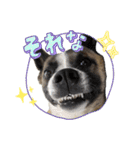 犬なのにひよこスタンプ（個別スタンプ：3）
