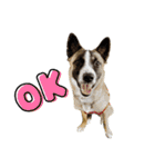 犬なのにひよこスタンプ（個別スタンプ：4）