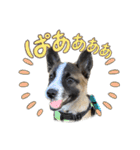 犬なのにひよこスタンプ（個別スタンプ：5）