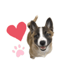 犬なのにひよこスタンプ（個別スタンプ：7）
