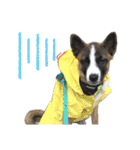 犬なのにひよこスタンプ（個別スタンプ：8）
