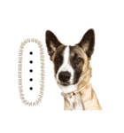 犬なのにひよこスタンプ（個別スタンプ：9）