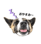 犬なのにひよこスタンプ（個別スタンプ：10）