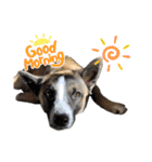 犬なのにひよこスタンプ（個別スタンプ：12）