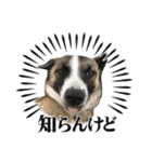 犬なのにひよこスタンプ（個別スタンプ：13）